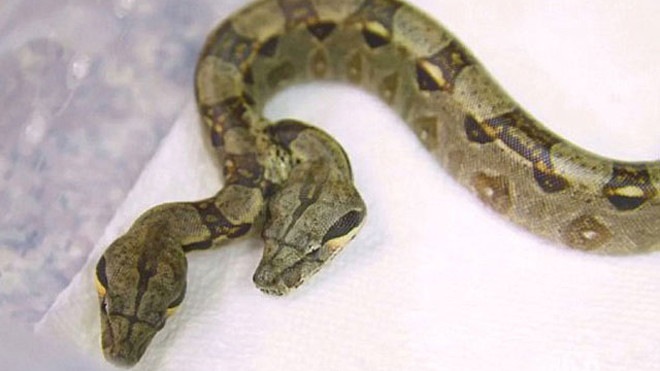 Chú trăn Miến điện có 2 đầu, 2 trái tim và 2 bộ máy tiêu hóa.