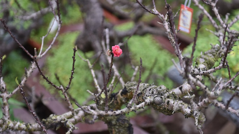 Chăm sóc đào sau Tết, cần lưu ý gì để hoa nở đúng cho năm sau?