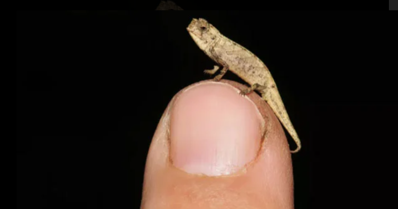1001 thắc mắc: Loài bò sát nào nhỏ nhất thế giới, chỉ nhỉnh hơn que diêm?