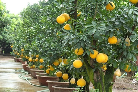 Chăm sóc bưởi cảnh sau tết thế nào để tái sử dụng năm sau, không tốn tiền mua?