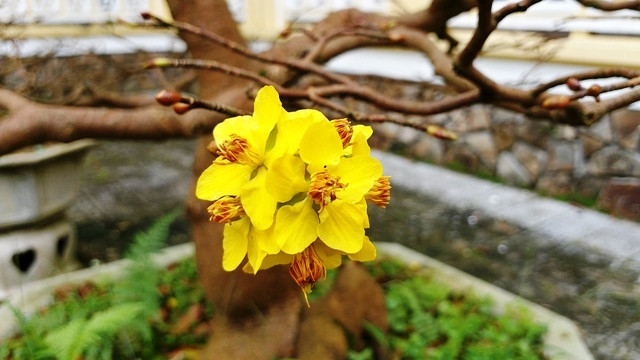 Mai vàng Huế (hoàng mai) đua nở bất thường dù chưa đến Tết nguyên đán