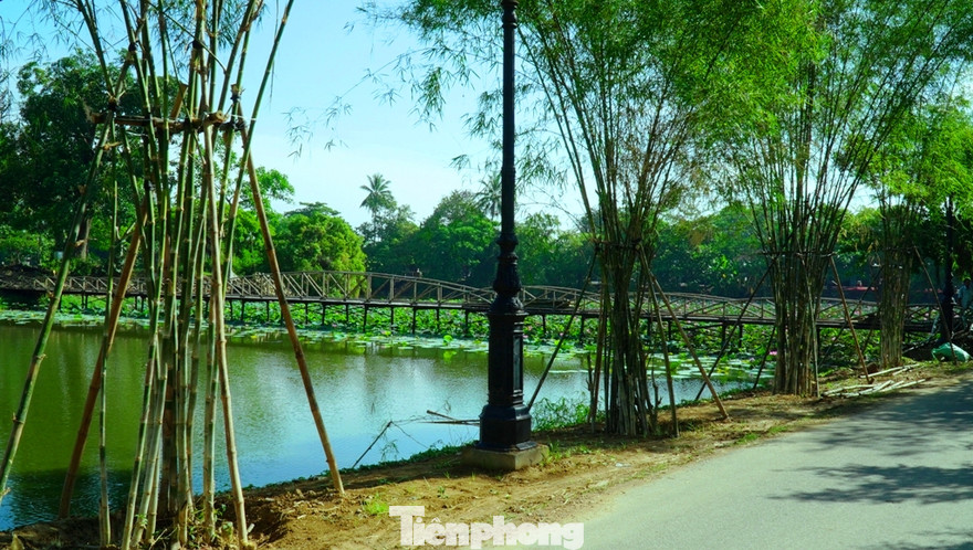 Tre cán giáo, loại cây trồng được cho là không liên quan gì đến thắng cảnh hồ Tịnh Tâm hiện được trồng khá dày để giữ đất tại đê Kim Oanh thuộc thắng tích này.