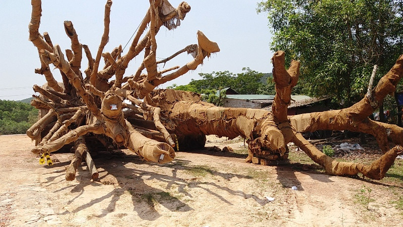 Một ngày sau khi được kiểm lâm TT-Huế giao trả cho chủ mua, 2 cây cổ thụ “khủng” tập kết tại bãi trống ven đường tránh Huế thuộc phường Phú Bài, thị xã Hương Thủy (tỉnh TT-Huế) vẫn chưa được chở đi.