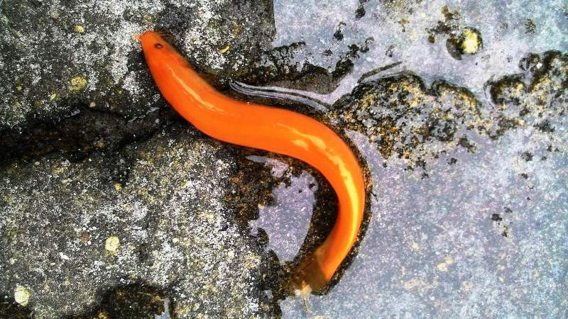 Tát hồ ở Huế bắt được cá chạch màu vàng óng hiếm gặp