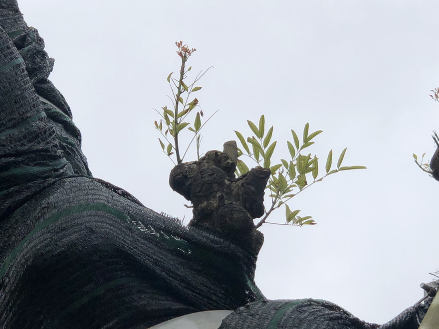 Chồi non nhú ra từ thân xà cừ cổ thụ già cỗi từng "chết hụt" trong bão số 13 năm 2021. Ảnh: Quang Phúc