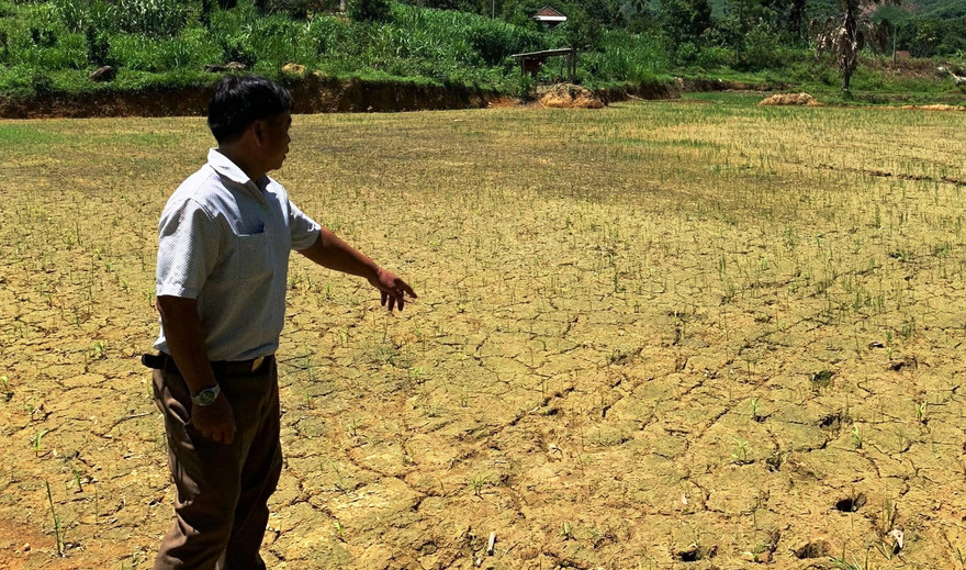 Cây trồng tại Nam Đông, tỉnh TT-Huế, thiếu nước tưới nghiêm trọng. Ảnh: Hiếu Lê