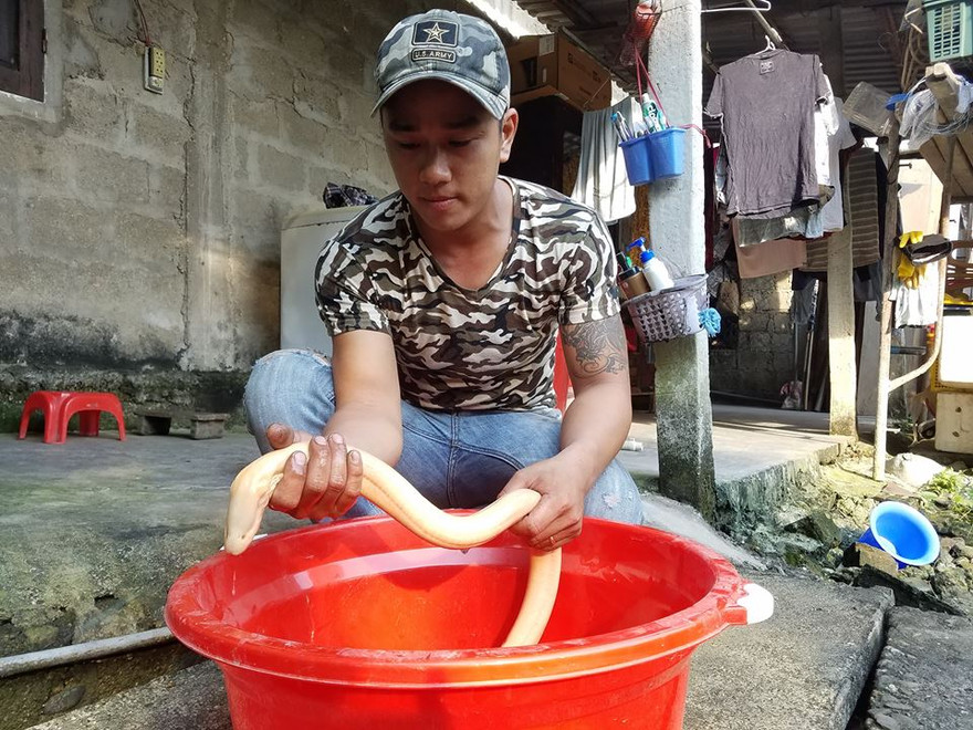 Con lươn này to lớn như cá chình, với màu da trắng rất kỳ lạ và hiếm gặp. Ảnh: Tuấn Đình