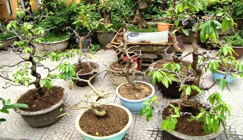 Hàng loạt cây mai cảnh bị Hậu lấy cắp đem bán lấy tiền tiêu xài cá nhân đã được công an thu hồi