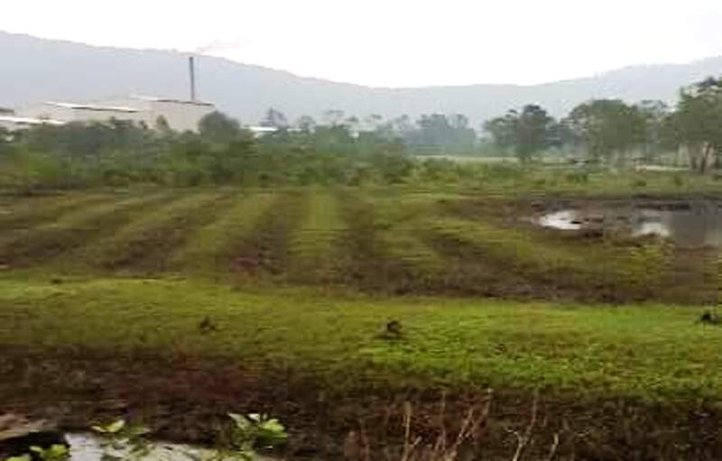 Những thửa đất trồng mía tại xã Lộc Tiến được "phù phép" thành đất riêng của người nhà cán bộ