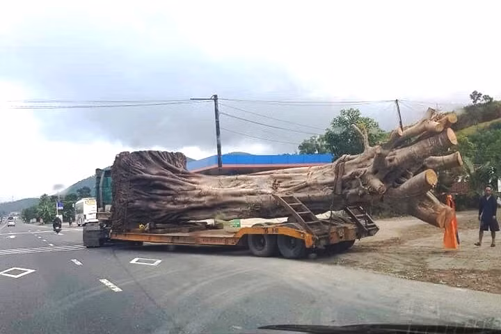 Sau khi qua nhiều tỉnh, thành miền Trung, xe chở cây "khủng" này đã bị CSGT TT-Huế chặn bắt