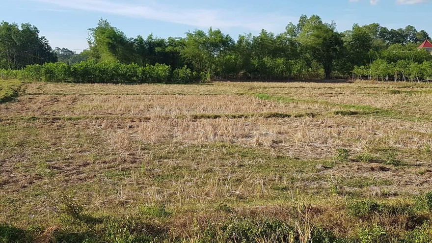 Ruộng đồng xã Phong Sơn hoang hóa vì khô hạn khốc liệt