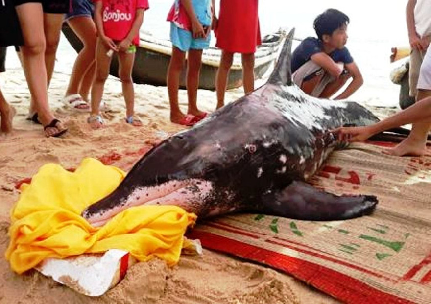 Cá heo 3 lần dạt bờ, được giải cứu nhưng qua lần thứ 3 thì bị chết vì suy kiệt. Ảnh: Đ.Đức