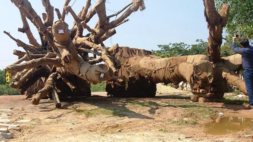 Đến chiều 12/4, Chi cục Kiểm lâm TT-Huế đã giao trả cây "khủng" cuối cùng cho chủ cây Kiều Văn Chương (Hà Nội) sau khi hoàn tất công tác xác minh hồ sơ lâm sản