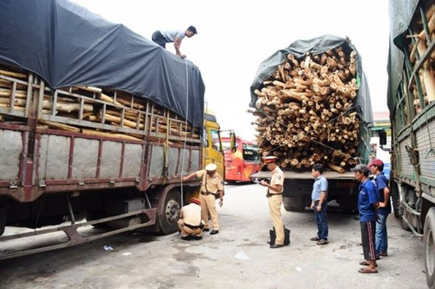 Lực lượng CSGT TT-Huế lại phát hiện, xử lý hàng loạt xe ô tô chở gỗ vi phạm vượt tải, tài xế không có bằng lái