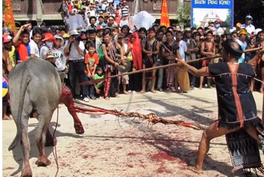 Lễ hội đâm trâu tại TT-Huế từng được vận động ngưng tổ chức tại hai huyện miền núi Nam Đông, A Lưới do tạo hình ảnh bạo lực, giết chóc và gây tốn kém (Nguồn internet)