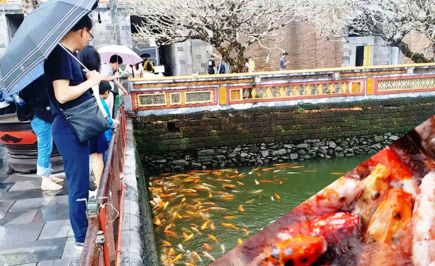 Du khách thích thú khi gắm đàn cá Koi, cá chép màu số lượng lên đến 5.000 con trong hồ Thái Dịch - Đại nội Huế ngay ngày đầu năm mới.