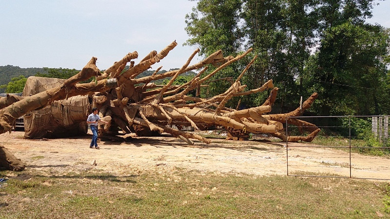 Chi cục Kiểm lâm tỉnh TT-Huế vừa tiến hành bàn giao lại 2 cây khủng cho ông Kiều Văn Chương.