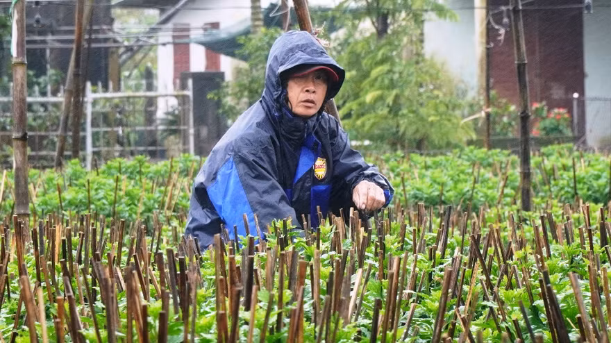Nông dân Huế dầm mình giữa giá rét như cắt da thịt.