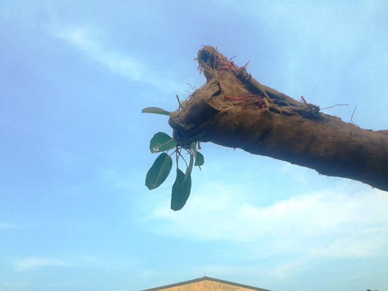 Nhiều người cho rằng, đây là một cây cổ thụ thuộc họ Đa sau khi đối chiếu mẫu lá còn lưu lại trên cành cây