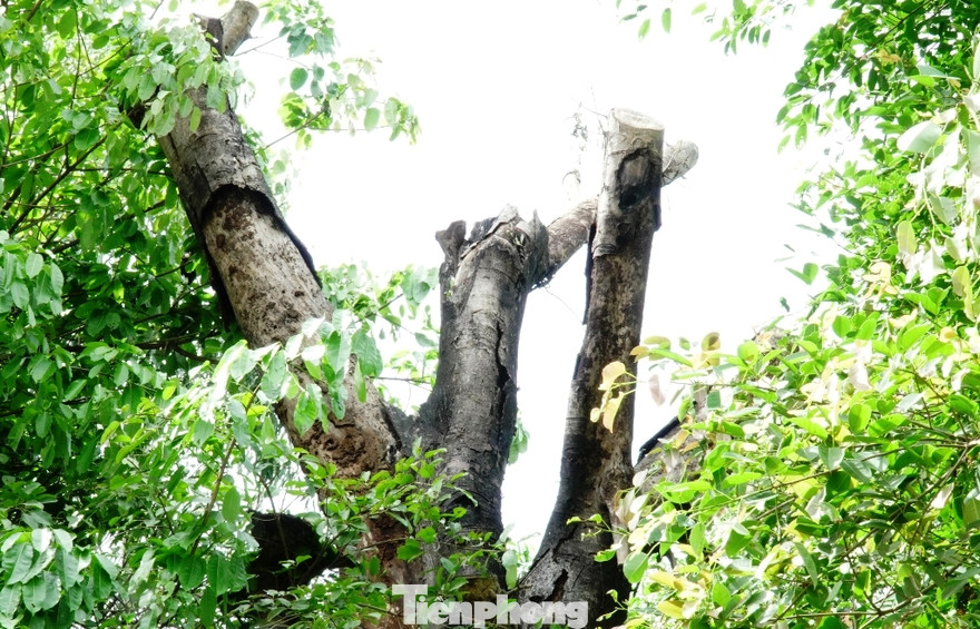 Một trong 3 cổ thụ "khủng" mắc kẹt lại tại Huế hơn 2 năm nay bắt đầu khô chết.
