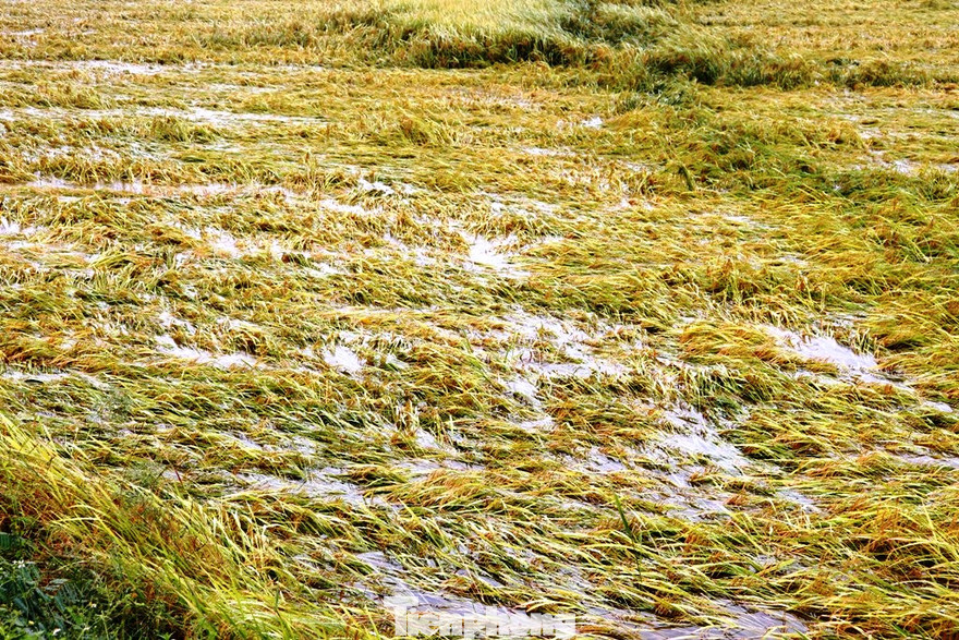 Hơn 16.000 ha lúa đông xuân chín vàng sắp thu hoạch tại TT-Huế đã bị mưa lớn nhấn chìm trong bể nước.