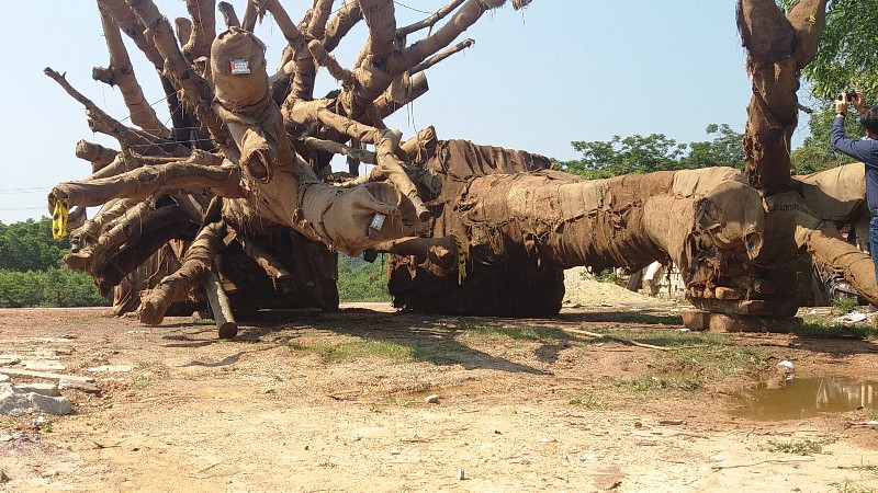 Cây 'kỳ quái' vẫn vạ vật ven đường, cắt cử kiểm lâm canh giữ