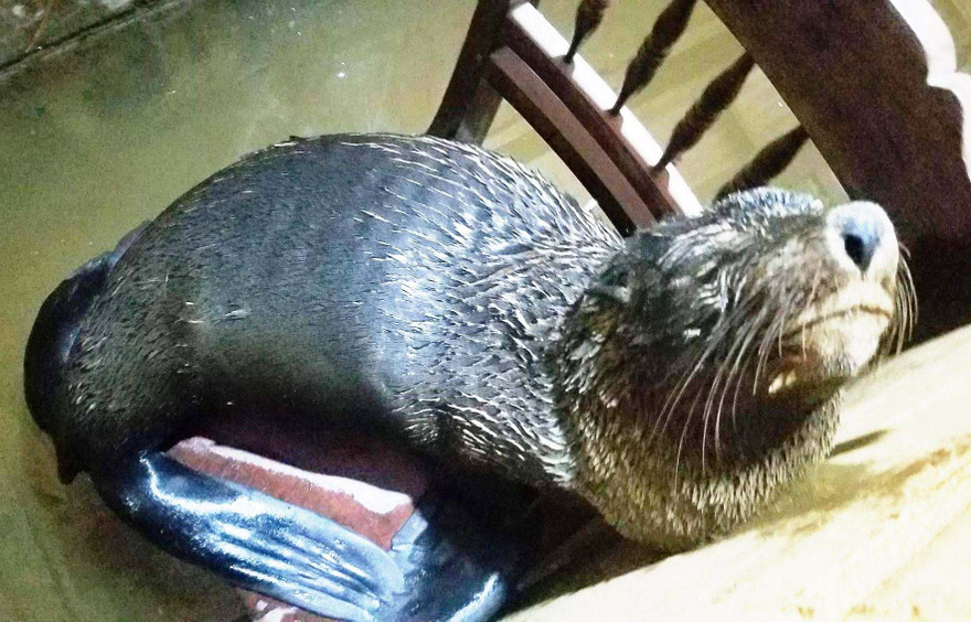 Con vật giống hải cẩu xứ lạnh được người dân TT-Huế phát hiện tại biển Thuận An, sau đó đưa về nhà chăm sóc