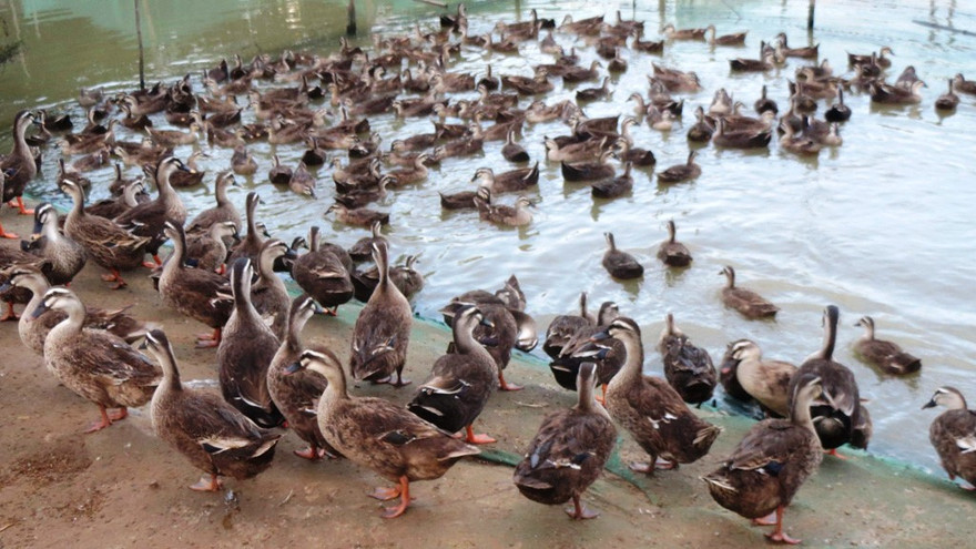 Theo cơ quan chức năng, vịt nuôi đàn nếu không tuân thủ quy hoạch chăn nuôi sẽ nảy sinh rủi ro, dịch bệnh, gây ô nhiễm môi trường. Ảnh minh họa