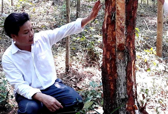 Những cây thông già bị "tùng xẻo", bức tử tại xã Hương Thọ - nơi có nhiều quần thể lăng mộ vua chúa nhà Nguyễn