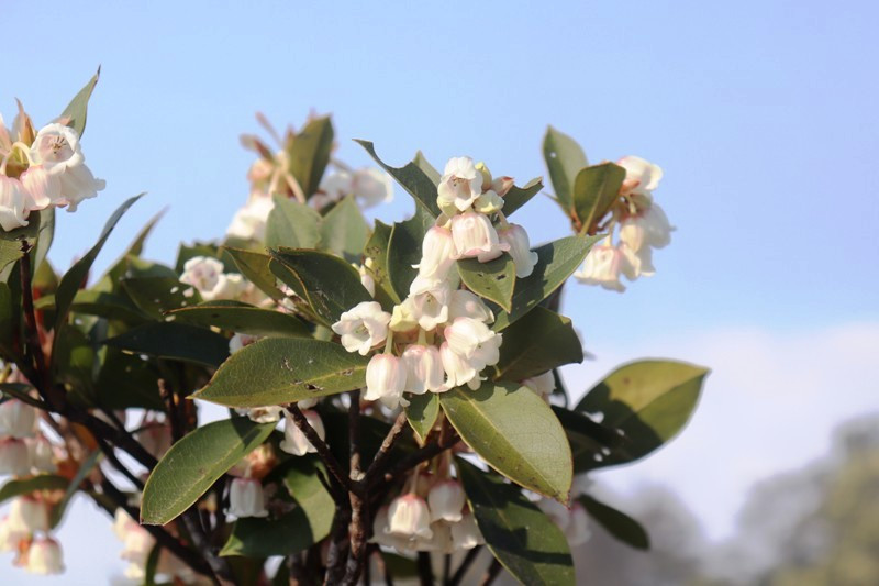 Hoa đỗ quyên Bạch Mã khác lạ với những loài đỗ quyên thường thấy