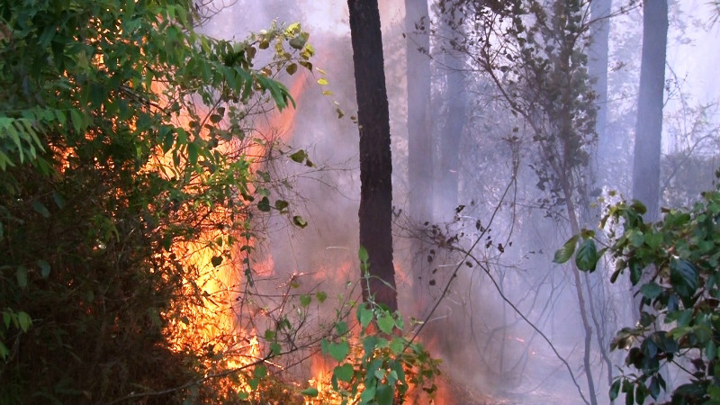 Vụ cháy rừng bùng phát giữa trưa, sau đó lan rộng