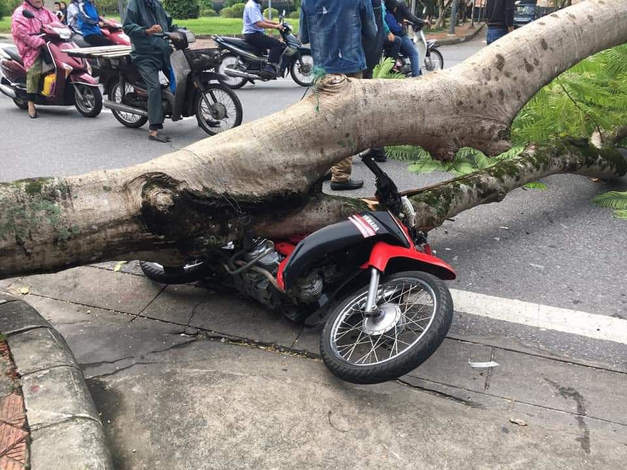 Hiện trường cây đổ 