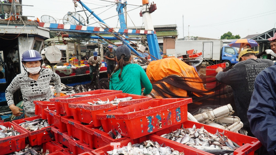 Những mẻ cá cuối cùng cập cảng tại TT-Huế trước khi bão số 5 đi vào đất liền.