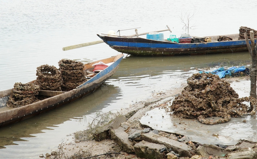 Những vỏ lốp bám đầy con hàu vớt lên từ đầm Lập An trông ghê người.