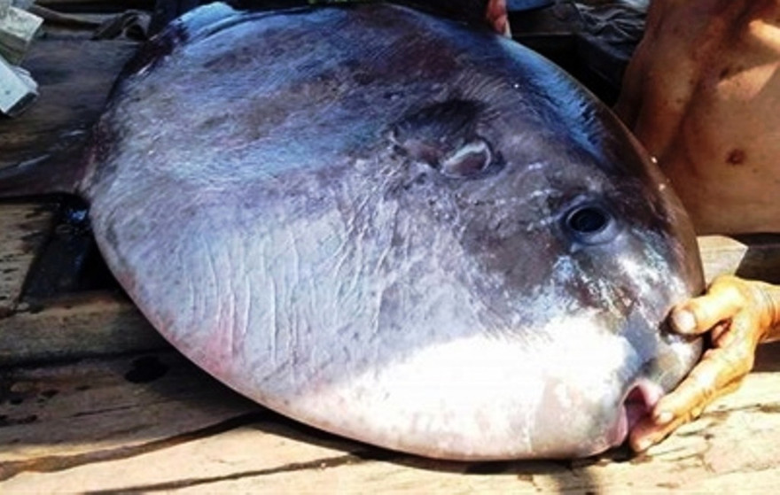 Ngư dân câu được cá lạ, chưa từng thấy trong 20 năm đi biển