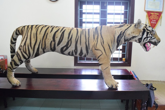 Bộ da hổ nhồi bông này được phát hiện, thu giữ từ một xe khách đường dài đã lưu thông qua nhiều tỉnh, thành