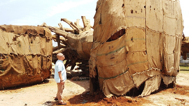 Các cây "kỳ quái" tập kết ven đường tránh Huế đang chờ hồ sơ chứng minh hoạt động khai thác, vận chuyển lâm sản hợp pháp