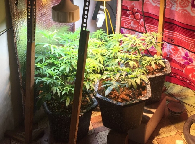 "Vườn" cần sa tại gia của Lê Văn Thanh Tuấn.