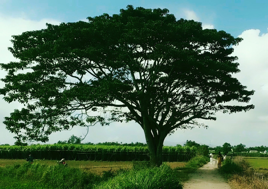 "Cây cô đơn" tại Huế đang được nhiều người săn tìm vì sự nổi tiếng của nó