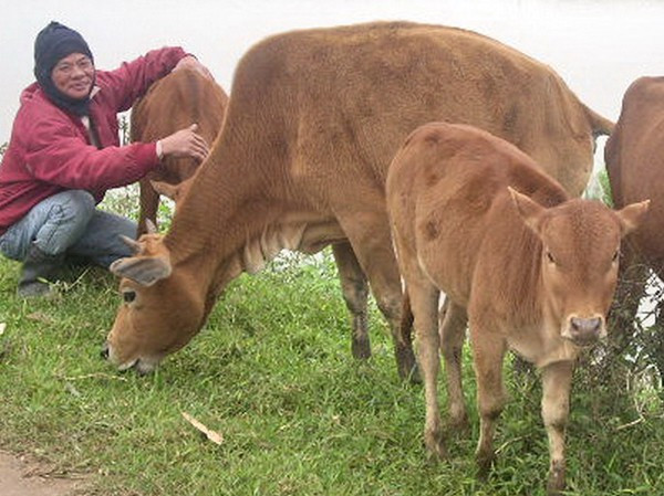 Gia súc chết nhiều chưa từng thấy tại TT-Huế thời gian gần đây. Ảnh minh họa