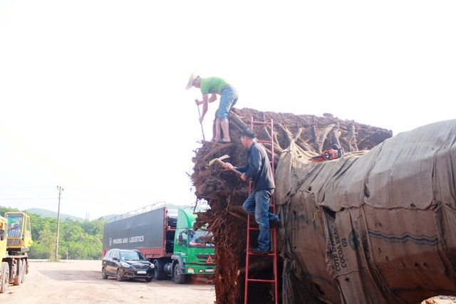 Theo lãnh đạo Sở GTVT TT-Huế, các cây cổ thụ "khủng" hiện kẹt lại tại tỉnh này nếu có cắt gọt hạ tải thêm cũng không giảm trọng lượng được là bao, nên phương án này là không còn khả thi