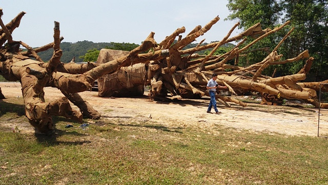 Qua kiểm tra thực tế và đối chiếu với hồ sơ, thì cả 3 cây cổ thụ tập kết tại phường Phú Bài thời gian vừa qua đều là cây Đa sộp.