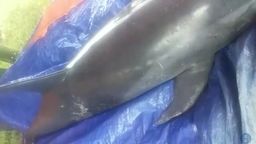 Xác cá heo còn nguyên vẹn được phát hiện ở rất xa vùng biển một cách bí ẩn