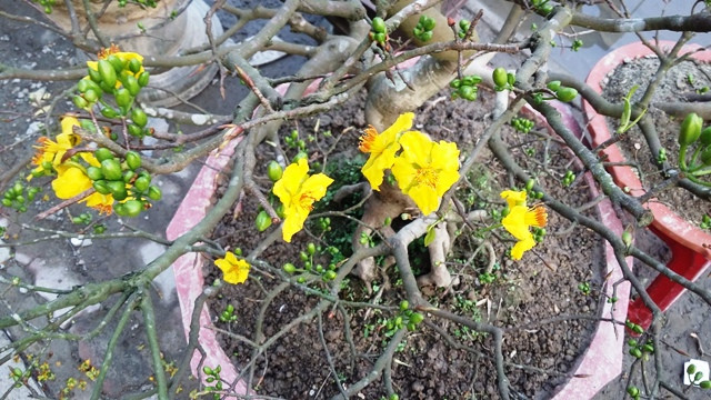 Một trong những cây mai quý hàng chục năm tuổi có giá trị hàng chục triệu đồng trước đó bj kẻ gian lấy cắp đã được Công an thành phố Huế điều tra, thu hồi trả lại cho dân