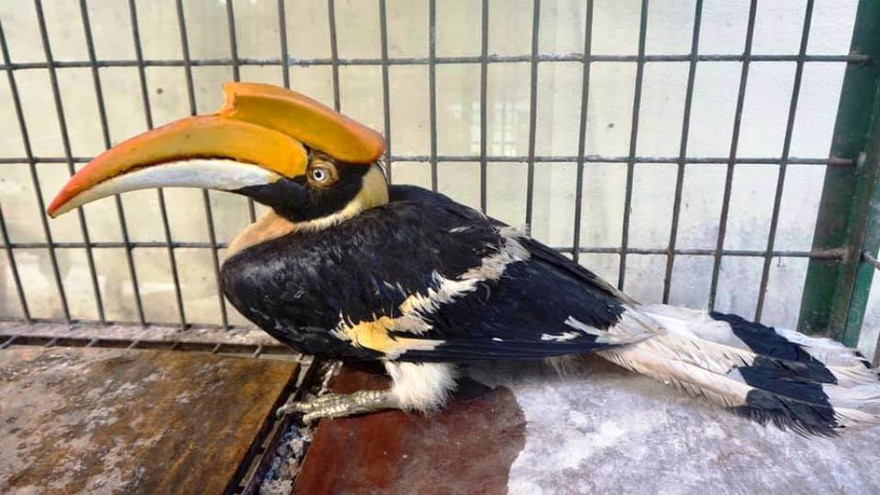 Chim Hồng hoàng quý hiếm do người dân bắt được và giao nộp cơ quan kiểm lâm.