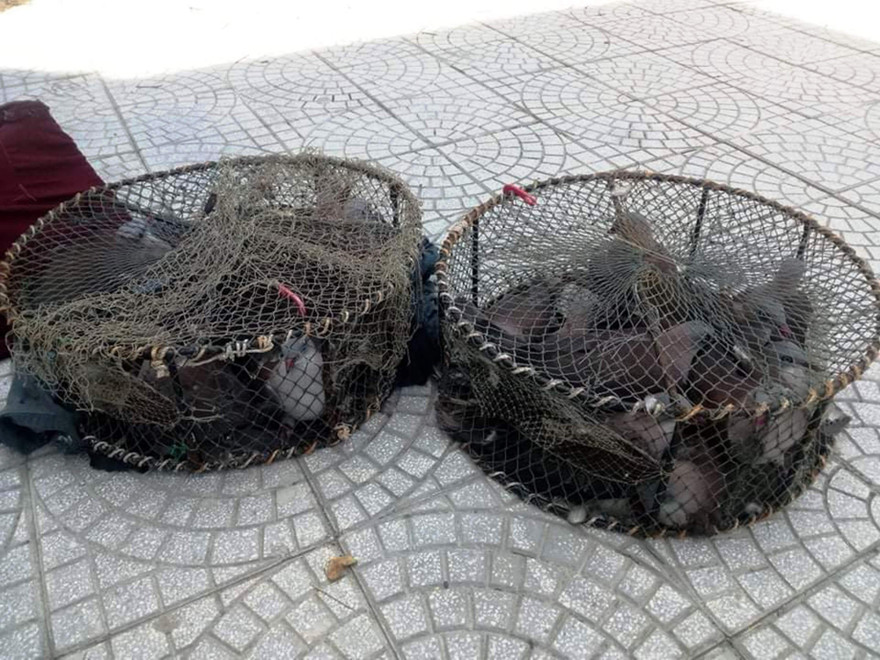 Hàng chục con chim Gầm Ghì bị săn bẫy trái phép tại khu vực rừng phòng hộ Bắc Hải Vân, TT-Huế.