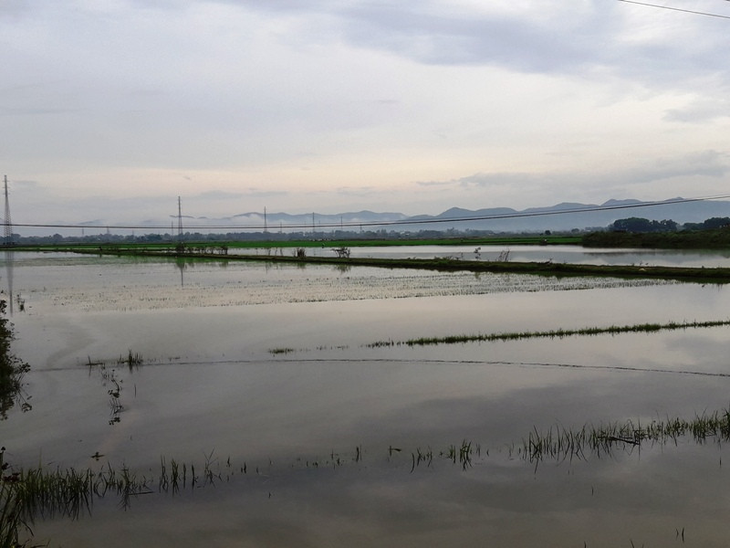 Mưa lớn do áp thấp nhiệt đới, hàng nghìn ha cây trồng úng ngập