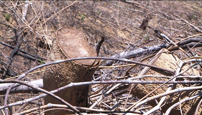 Cơ quan chức năng tỉnh TT-Huế đã quyết định khởi tố vụ án hình sự liên quan vụ phá rừng quy mô lớn xảy ra ở vùng thượng nguồn sông Bồ (thị xã Hương Trà).