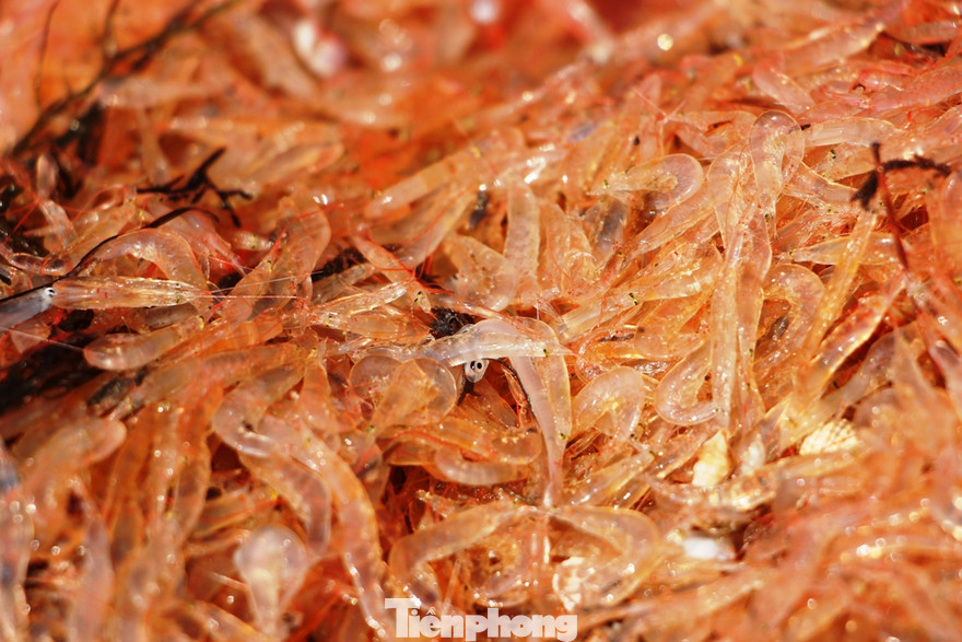 Con ruốc (một loài tép biển) lần đầu tiên xuất hiện dày đặc tại vùng ven biển TT-Huế sau hàng chục năm, mang lại thu nhập cao cho bà con ngư dân.