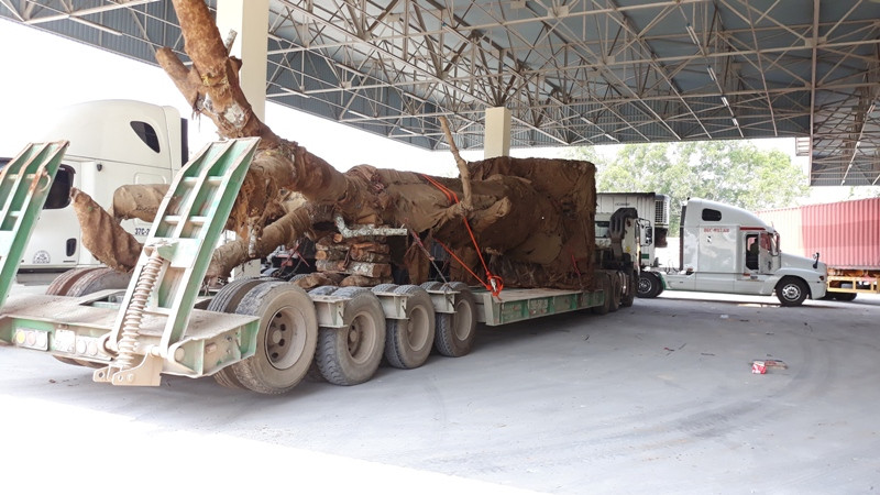 Một xe tải kéo thùng rơ mooc chở cây "quái thú" sau khi rời bãi tập kết cũ chừng 2km theo hướng Huế - Quảng Trị đã tấp vào cây xăng ven Quốc lộ 1 thuộc phường Thủy Phương, thị xã Hương Thủy, TT-Huế